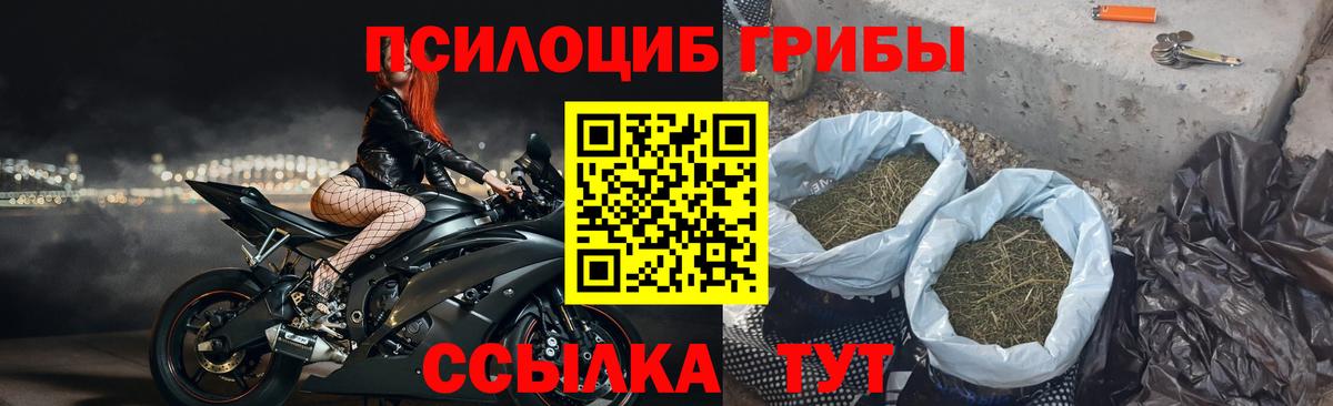 Галлюциногенные грибы Psilocybe  Вход с VPN  Боровичи 